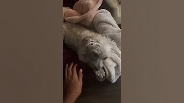 She A Sleepyhead D1crashout Cute Sleepyhead 