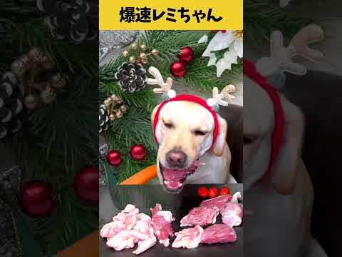 【ASMR 爆速レミちゃん49】トナカイレミちゃんのクリスマスごはん🎄/咀嚼音/Raw Feeding Dogs asmr #shorts