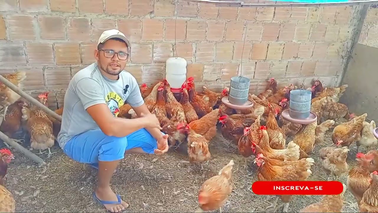 Como amenizar o calor nas Galinhas