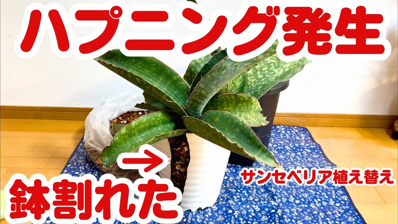 鉢割れサンセベリアドラゴンウイングの植え替え ラブラノス24977の植え