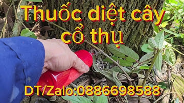 Thuốc diệt cây cổ thụ mạnh nhất( 10/05/2025)