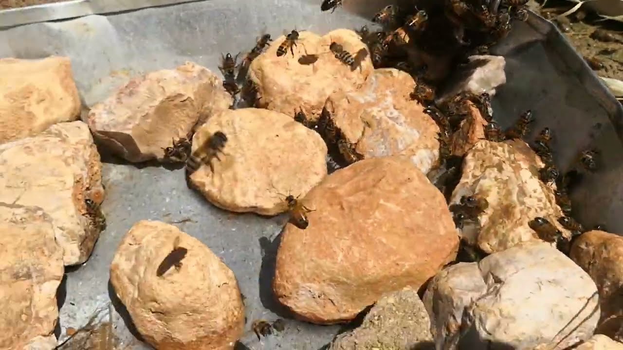 فكرة مشرب ماء للنحل