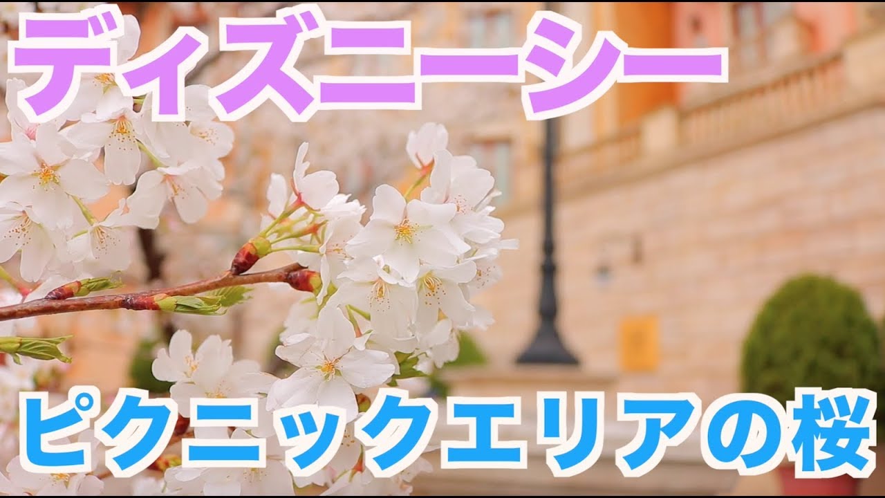 ディズニーシー ピクニックエリア の桜も開花 Youtube