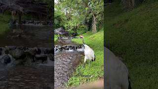 Red Crown Crane Atau Bangau Jepang #Shorts #Birds #Animals