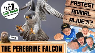 HIGH FLYING Facts About THE PEREGRINE FALCON | How FAST Are They? | Laf Pack