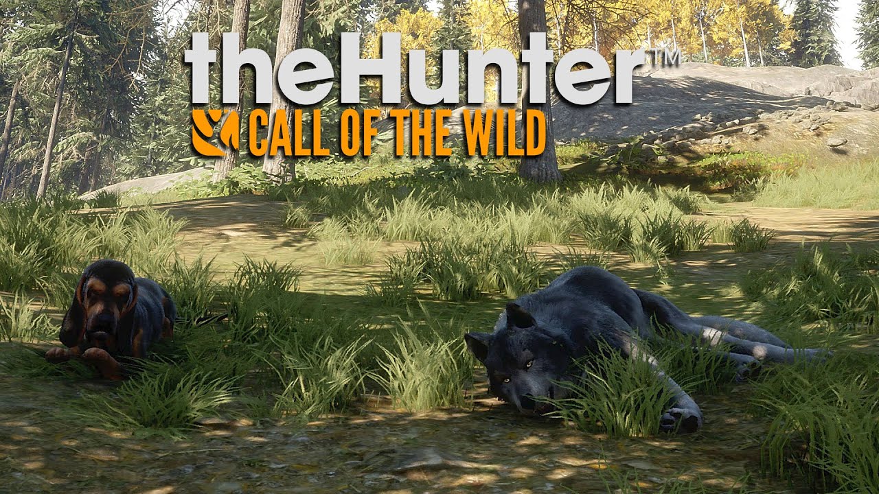 theHunter Call of the Wild Yukon Valley Gray wolf ! YouTube