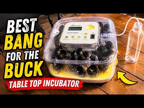 Sailnova 12 Egg Incubator Review!