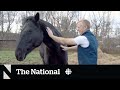 Equine herpes outbreak threatens horses in Nova Scotia