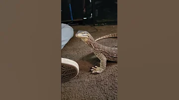 Monitor Lizard Thinks He S A Dog Monitorlizard Reptiles Lizard Gecko 