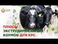 Преимущества экструдирования кормов для КРС. Как улучшить качество корма.