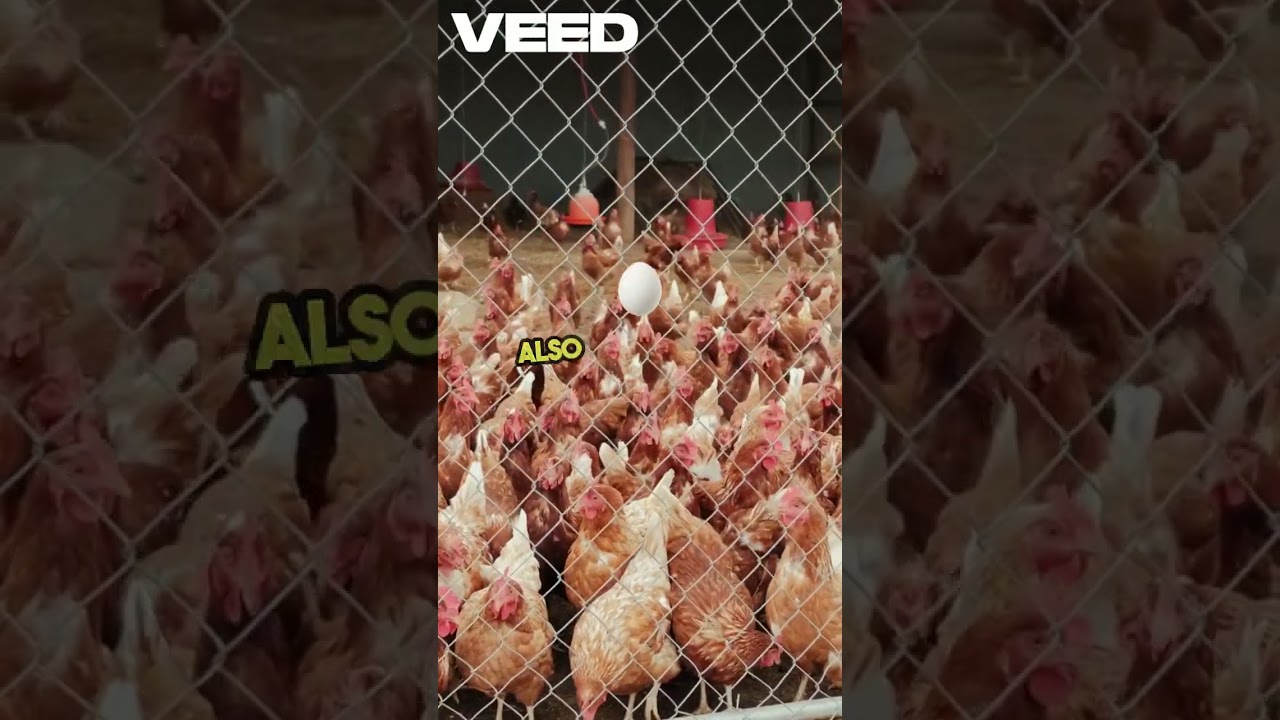 Unlock Maximum Poultry Profits | Top Tips for High Egg Production and Fast Growth