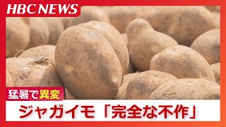 [Severe heat changes Japanese agriculture] Potatoes suffer a \\