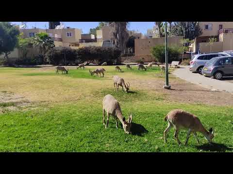 ჯიხვების შემოსევა ისრაელში / Invasion of wild goats in Israel / Нашествие горных козлов в Израиле