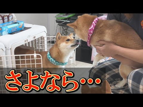 ヒートの周期が不安定な柴犬に出血を確認。隔離生活に入りました。