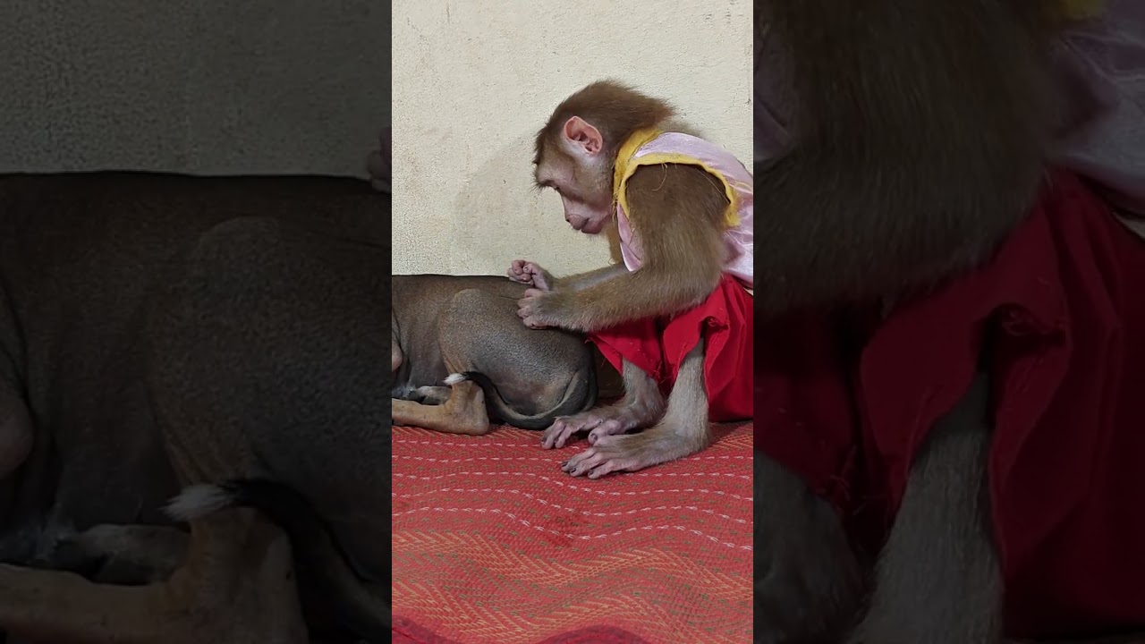 When I look at these animals, I feel really good.