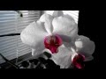 Орхидеи подкормки. Фаленопсис.