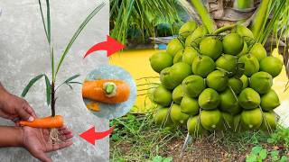 🥥 🌴 How to grow coconut tree in carrot by branch 🧉