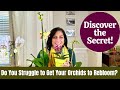 5 Proven Techniques to Guarantee Your Orchids Rebloom for Years to Come (ENG SUB) #BloomGoals