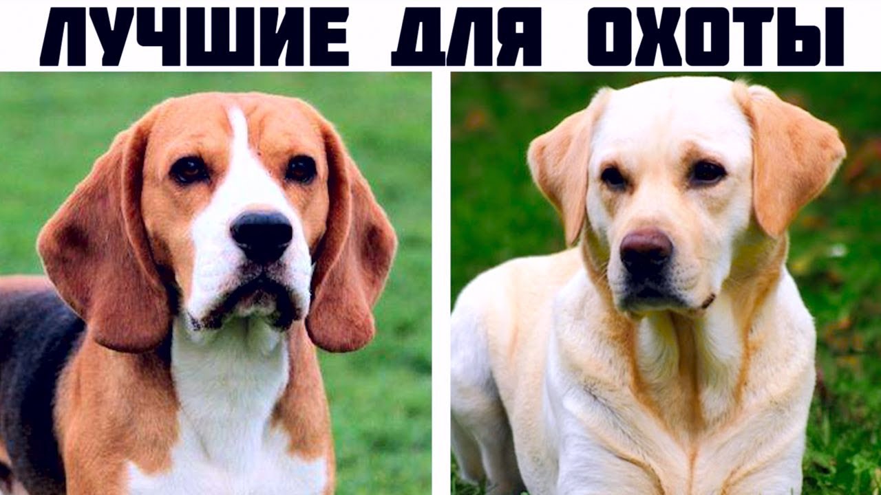 лучшая порода собак для охоты на уток