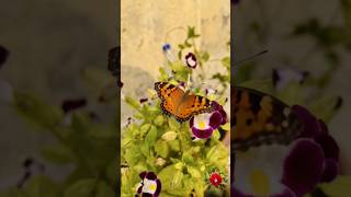 You won’t believe what flew into frame!🦋Flutter Perfect! ✨ Perfect Timing #flowers #nature #shorts