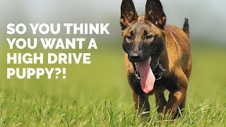 So, You Think You Want a HIGH DRIVE Puppy?!