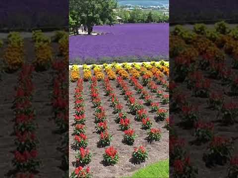 北海道　ファーム富田　北海道空知郡中富良野町　#shorts  #hokkaido  #北海道 　#中富良野　#ファーム富田　#ラベンダー　＃Japan　＃ラベンダー　＃ポピー
