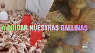 APLASTAMIENTO MASIVO EN GALLINAS -ANECDOTAS DE NAVIDAD