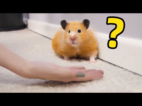 Video: Jinsi Ya Kununua Hamster