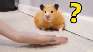 Does my Hamster Like Free Roaming?