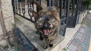 I Met a Stray Cat With WAY Too Much to Say