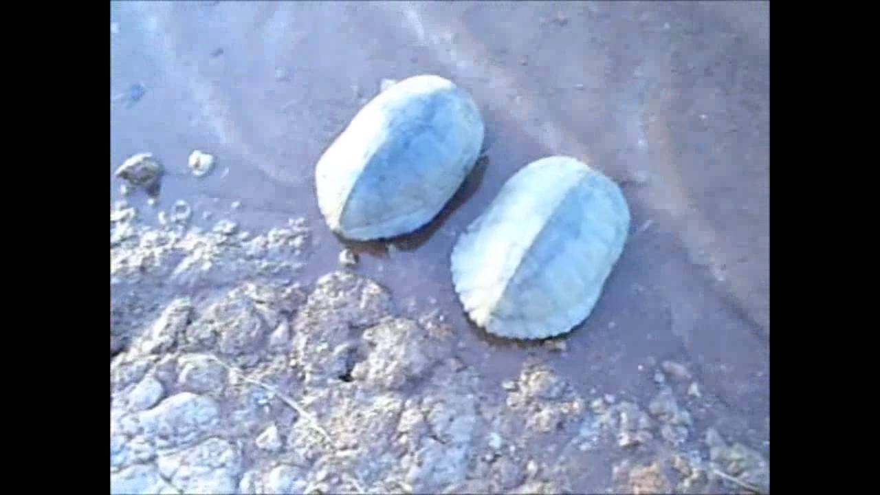harvester ants texas Rescue & Release of 2 Cooters - Wichita Falls Reptile Rescue