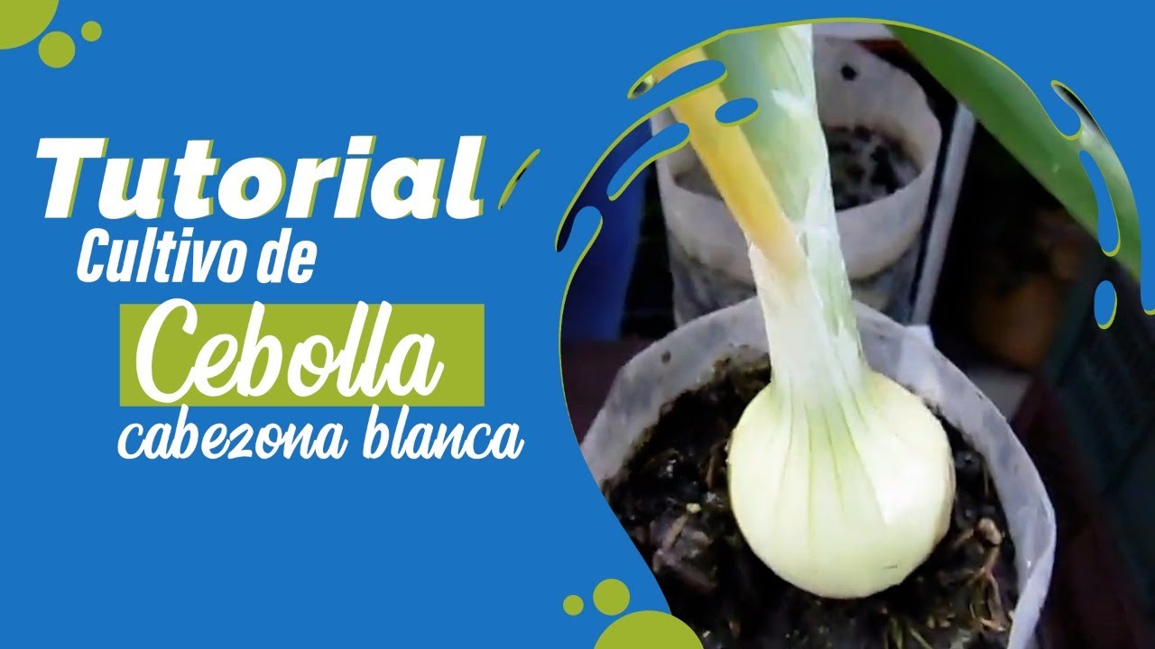 🌱 Tutorial cultivo de Cebolla cabezona Blanca 🧅 Huerta en casa🌿 YouTube 🌱 Tutorial cultivo de Cebolla cabezona Blanca 🧅 Huerta en casa🌿 YouTube