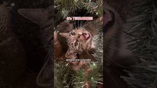 He Waited All Year Just For This Tree.