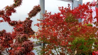 Japanese Maples - Fall Color Festival 2021 (part 1) at Baumschule Hachmann (Nursery)