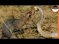 A Mongoose Can Rip The Strongest Snake In The World To Pieces