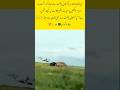 Pakistan Air Force #viral #Pakistani Air Force#viralvideo #pak army#shorts