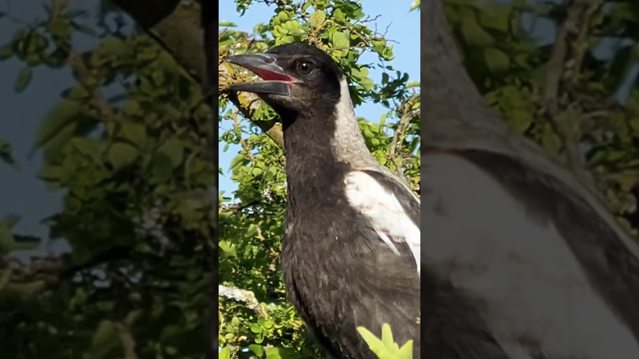 Amazing Baby Magpie Call!  