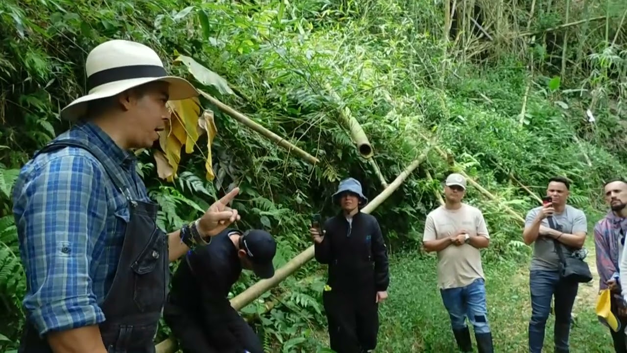 HAY DOS MÉTODOS DE CORTE DEL BAMBU GUADUA, EL TRADICIONAL Y EL QUIMICO