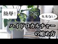 【観葉植物】ハイドロカルチャーの始め方とお手入れ