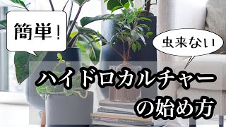 【観葉植物】ハイドロカルチャーの始め方とお手入れ