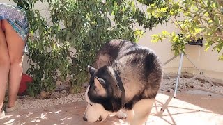 Video du jour défrichage du jardin
