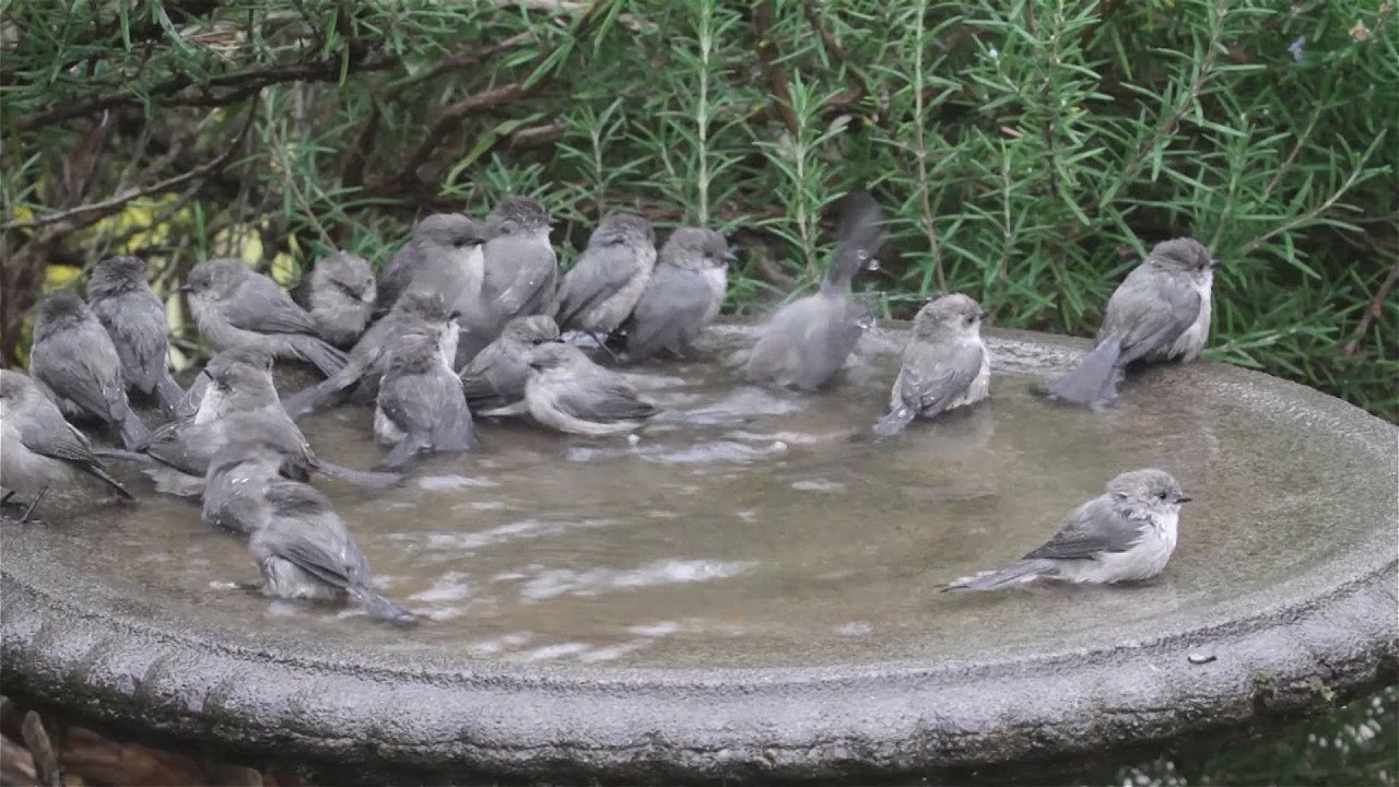 Timelapse Garden Fountain Birdbath and Birdfeeders @Live-DIY No Talking No Music