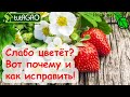 А ВЫ ЗНАЛИ? ВОТ почему ЗЕМЛЯНИКА и КЛУБНИКА плохо цветут! Как заставить ягодник цвести лучше?