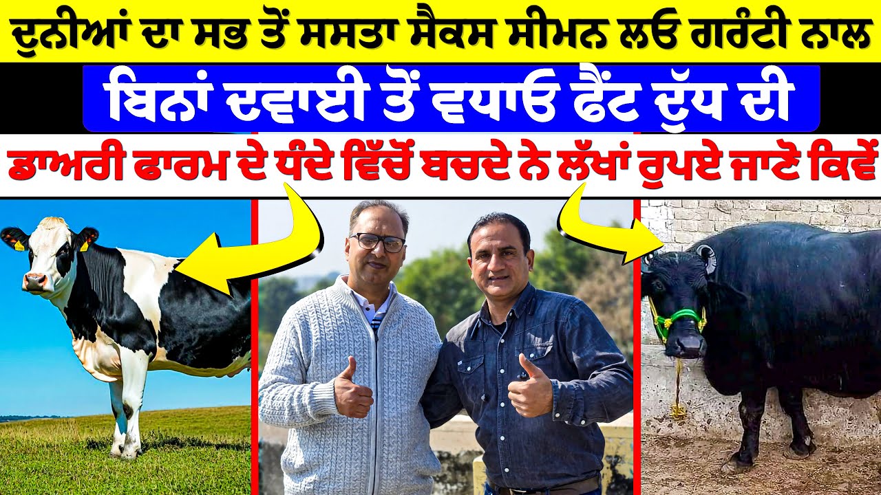 ਸੈਕਸ ਸੀਮਨ ਲਓ 100% ਗਰੰਟੀ | Dairy Farming| Dr Jiwan Kumar Gupta Successful Dairy Farm @PunjabDeHeere1 