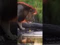 How to handle problems in 2026!💪💪#motivation#animals#lion #wildlife #bigcat