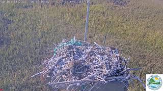 Mispillion Harbor Osprey Camera