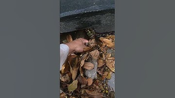 So Many Leaves Clogged In Culvert #cloggeddrain #unclog #remove #shorts