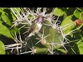 Mexican Sheartail in Yucatán