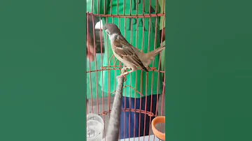 ترويض طائر الدوري جوش Burung Gereja Jimak 