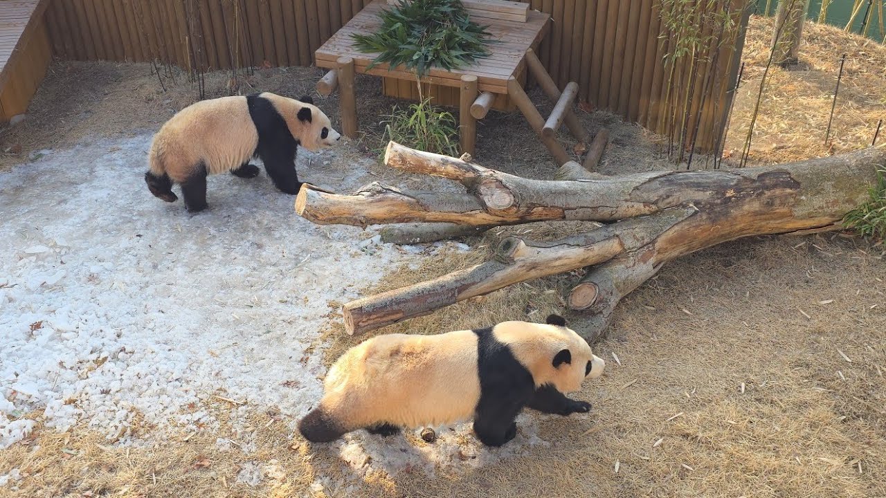 2026.01.17 에버랜드 씩씩하게 산책중♡